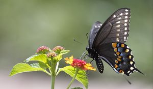 Preview wallpaper butterfly, insect, wings, flower, macro