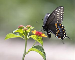 Preview wallpaper butterfly, insect, wings, flower, macro