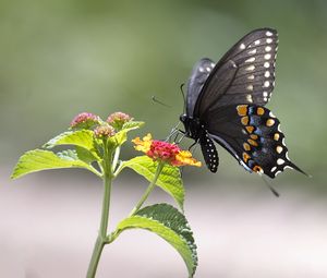 Preview wallpaper butterfly, insect, wings, flower, macro