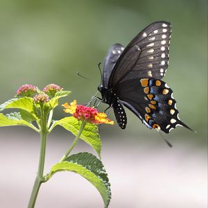 Preview wallpaper butterfly, insect, wings, flower, macro