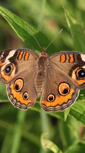 Preview wallpaper butterfly, insect, wings, grass, macro