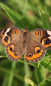 Preview wallpaper butterfly, insect, wings, grass, macro