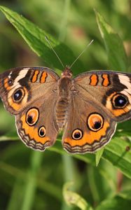 Preview wallpaper butterfly, insect, wings, grass, macro