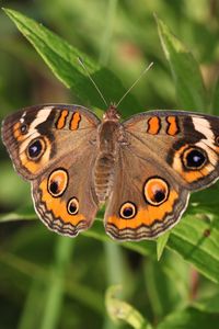 Preview wallpaper butterfly, insect, wings, grass, macro