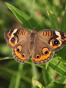 Preview wallpaper butterfly, insect, wings, grass, macro