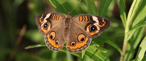 Preview wallpaper butterfly, insect, wings, grass, macro