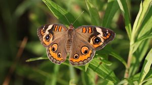 Preview wallpaper butterfly, insect, wings, grass, macro