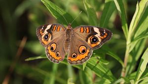 Preview wallpaper butterfly, insect, wings, grass, macro