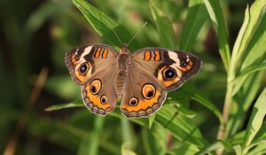 Preview wallpaper butterfly, insect, wings, grass, macro