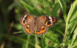 Preview wallpaper butterfly, insect, wings, grass, macro