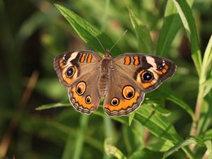 Preview wallpaper butterfly, insect, wings, grass, macro