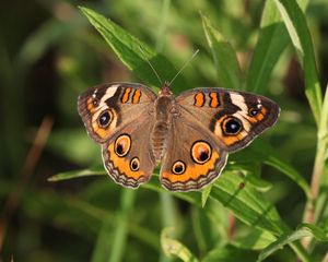 Preview wallpaper butterfly, insect, wings, grass, macro