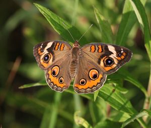 Preview wallpaper butterfly, insect, wings, grass, macro