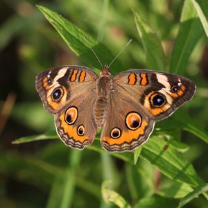 Preview wallpaper butterfly, insect, wings, grass, macro