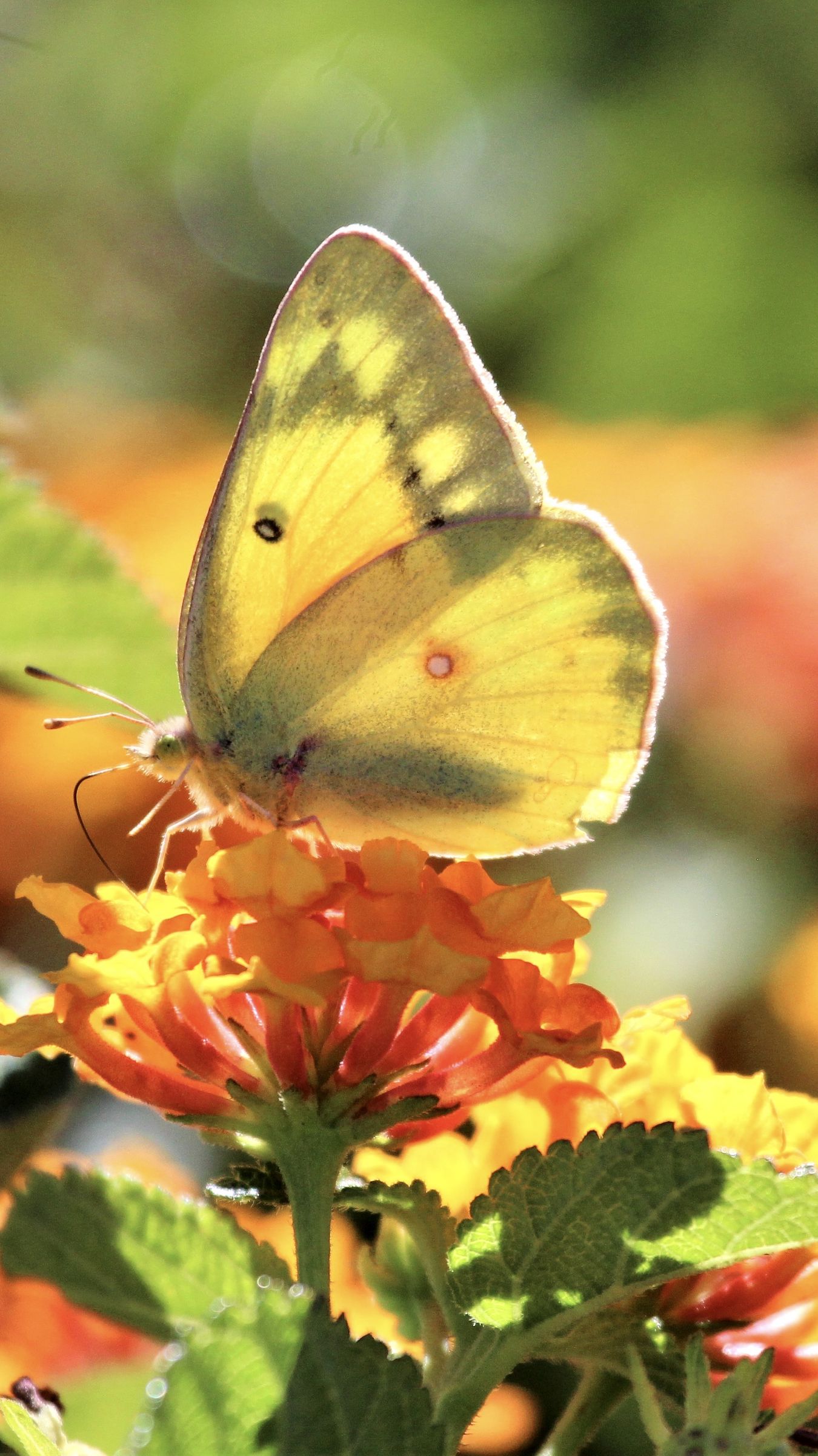 Download wallpaper 1350x2400 butterfly, insect, wings, flowers, yellow