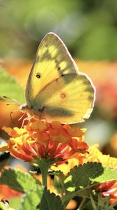 Preview wallpaper butterfly, insect, wings, flowers, yellow, macro