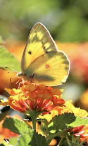 Preview wallpaper butterfly, insect, wings, flowers, yellow, macro