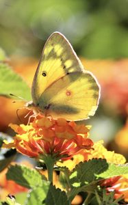 Preview wallpaper butterfly, insect, wings, flowers, yellow, macro