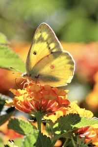 Preview wallpaper butterfly, insect, wings, flowers, yellow, macro