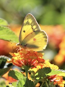 Preview wallpaper butterfly, insect, wings, flowers, yellow, macro