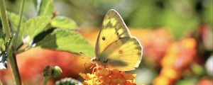 Preview wallpaper butterfly, insect, wings, flowers, yellow, macro