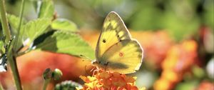 Preview wallpaper butterfly, insect, wings, flowers, yellow, macro