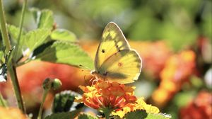 Preview wallpaper butterfly, insect, wings, flowers, yellow, macro