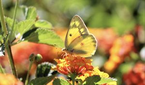 Preview wallpaper butterfly, insect, wings, flowers, yellow, macro