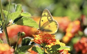 Preview wallpaper butterfly, insect, wings, flowers, yellow, macro