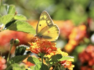 Preview wallpaper butterfly, insect, wings, flowers, yellow, macro