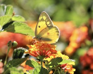 Preview wallpaper butterfly, insect, wings, flowers, yellow, macro