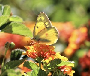 Preview wallpaper butterfly, insect, wings, flowers, yellow, macro