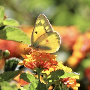 Preview wallpaper butterfly, insect, wings, flowers, yellow, macro