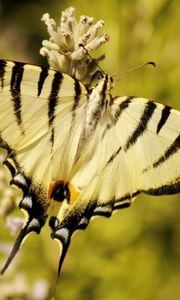 Preview wallpaper butterfly, insect, wings, stripes, macro