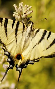 Preview wallpaper butterfly, insect, wings, stripes, macro