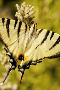 Preview wallpaper butterfly, insect, wings, stripes, macro