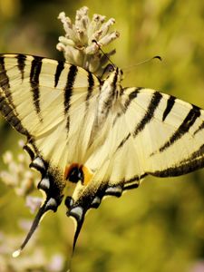 Preview wallpaper butterfly, insect, wings, stripes, macro