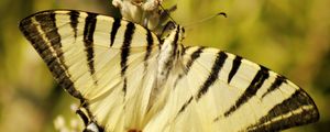 Preview wallpaper butterfly, insect, wings, stripes, macro