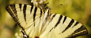 Preview wallpaper butterfly, insect, wings, stripes, macro