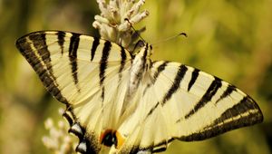 Preview wallpaper butterfly, insect, wings, stripes, macro