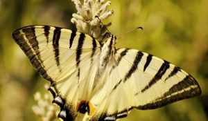 Preview wallpaper butterfly, insect, wings, stripes, macro