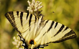 Preview wallpaper butterfly, insect, wings, stripes, macro