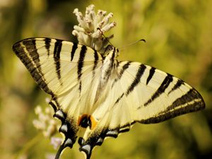 Preview wallpaper butterfly, insect, wings, stripes, macro