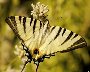 Preview wallpaper butterfly, insect, wings, stripes, macro