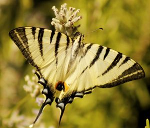 Preview wallpaper butterfly, insect, wings, stripes, macro