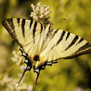 Preview wallpaper butterfly, insect, wings, stripes, macro