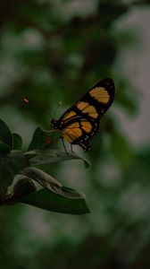 Preview wallpaper butterfly, insect, yellow, black, leaves