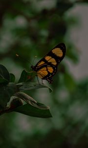 Preview wallpaper butterfly, insect, yellow, black, leaves