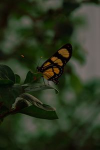 Preview wallpaper butterfly, insect, yellow, black, leaves