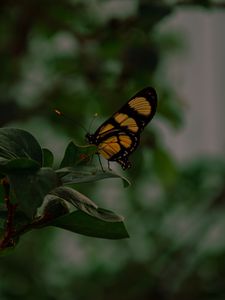 Preview wallpaper butterfly, insect, yellow, black, leaves